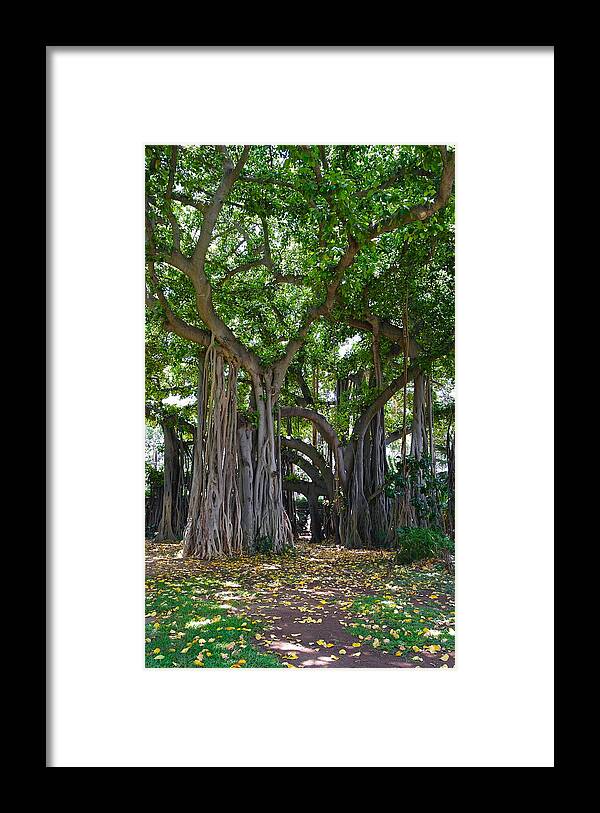 Banyan Tree Framed Print featuring the photograph Banyan Tree At Honolulu Zoo by Michele Myers