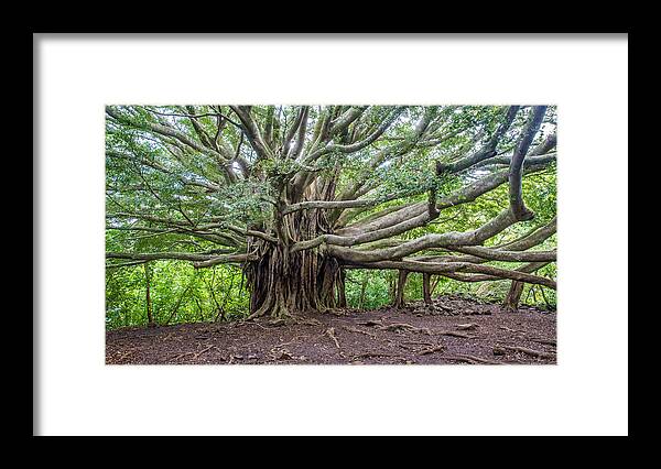 Banyan Tree Framed Print featuring the photograph Banyan tree of life by Pierre Leclerc Photography