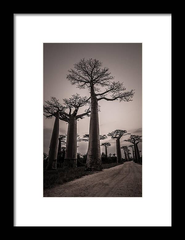 Baobab Framed Print featuring the photograph Baobab Avenue by Linda Villers