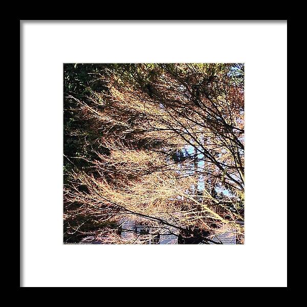 Bare Naked Branches Ii Framed Print featuring the photograph Bare Naked Branches II by Anna Porter