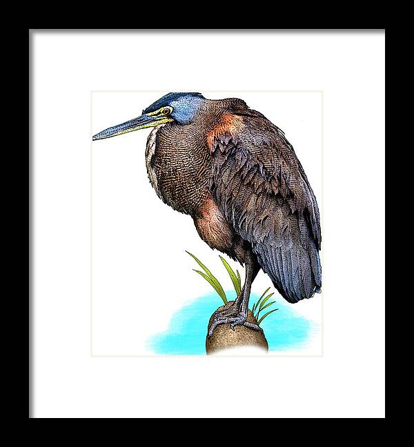 Tigrisoma Mexicanum Framed Print featuring the photograph Bare Throated Tiger Heron by Roger Hall