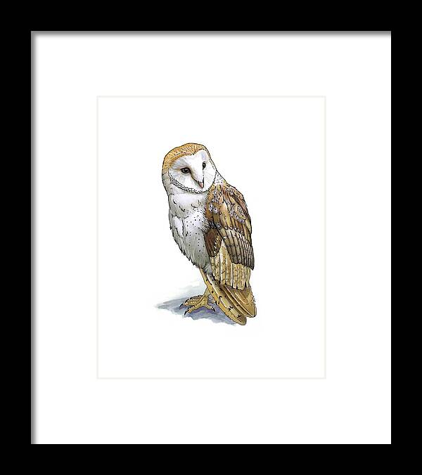 Cutout Framed Print featuring the photograph Barn owl, artwork by Science Photo Library