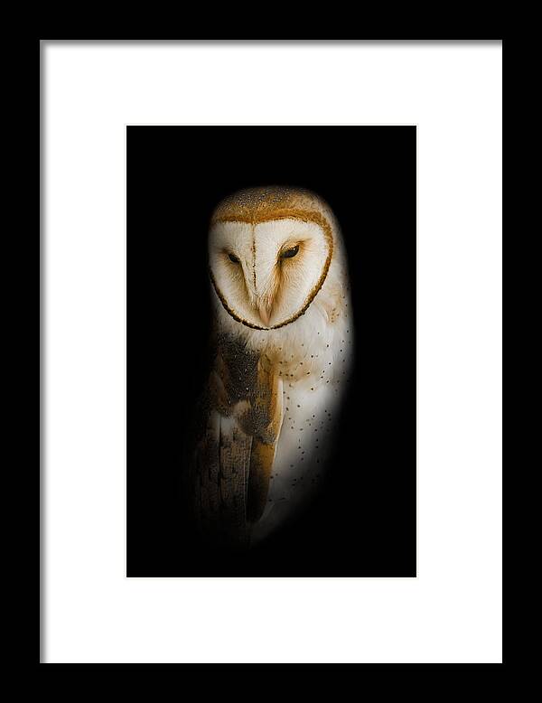 Owl Framed Print featuring the photograph Barn Owl by Bill Wakeley