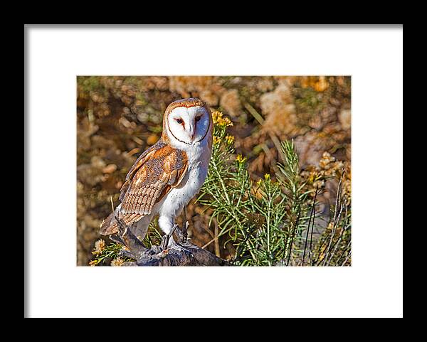 Barn Owl Framed Print featuring the photograph Barn Owl Perched by Dawn Key