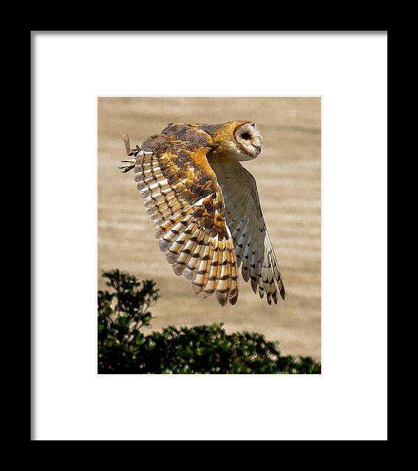 Barn Owl Framed Print featuring the photograph Barn Owl by Robert L Jackson