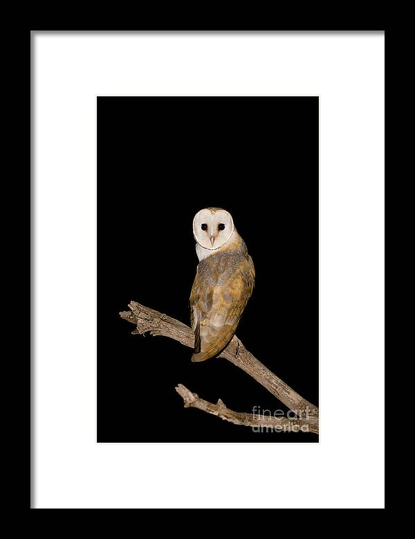 Alertness Framed Print featuring the photograph Barn Owl Tyto alba by Eyal Bartov