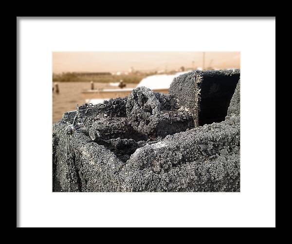 Steve Sperry Photo Art Framed Print featuring the photograph Barnicle Dinner by Steve Sperry