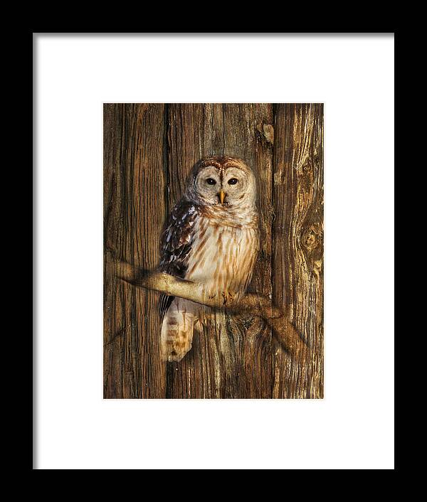 Barred Owl Framed Print featuring the photograph Barred Owl 1 by Lori Deiter