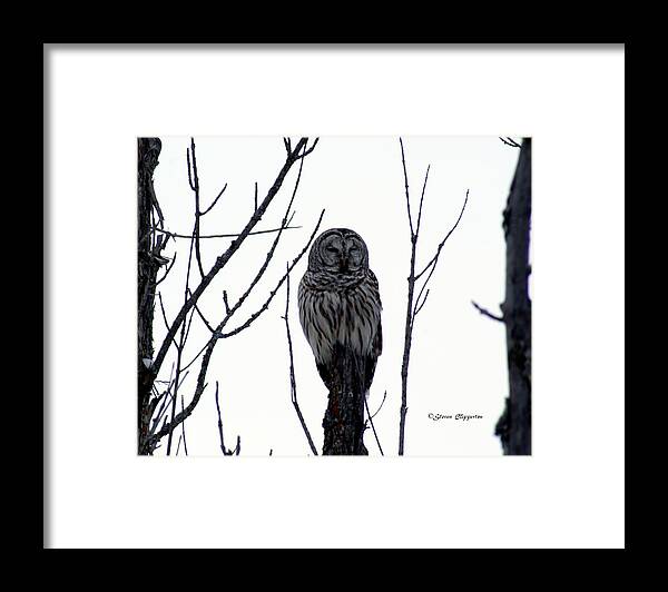 Owl Framed Print featuring the photograph Barred Owl 4 by Steven Clipperton