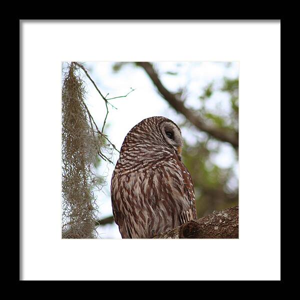  Framed Print featuring the photograph Barred Owl by Anita Parker