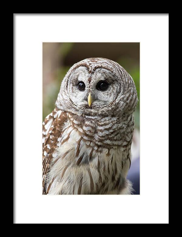 Barred Owl Framed Print featuring the photograph Barred Owl Portrait by Dale Kincaid