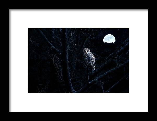 Saturated Color Framed Print featuring the photograph Barred Owl Sits Quietly Illuminated By by Ricardoreitmeyer