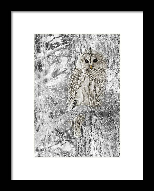 Owl Framed Print featuring the photograph Barred Owl Snowy Day in the Forest by Jennie Marie Schell