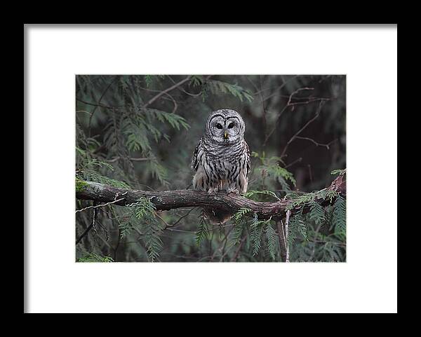 Barred Owl Framed Print featuring the photograph Barred Owl Stare down by Daniel Behm