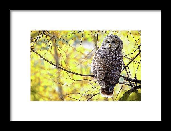 One Animal Framed Print featuring the photograph Barred Owl Strix Varia by Steve Nagy / Design Pics