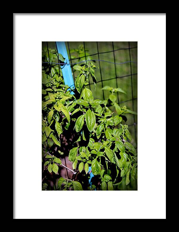 Basil Framed Print featuring the photograph Basil by Beth Vincent