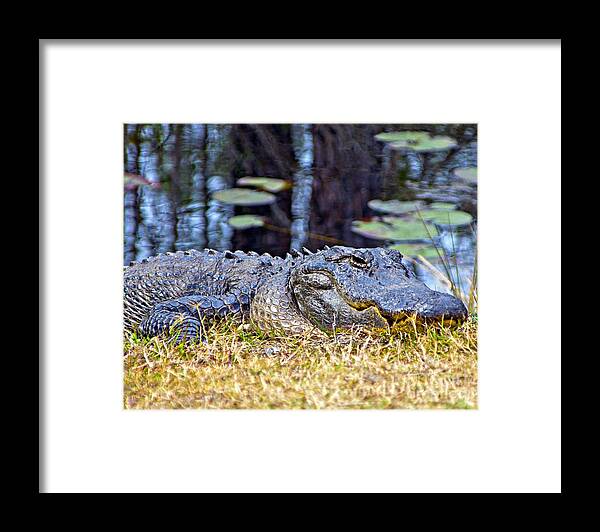 Alligator Framed Print featuring the photograph Basking Gator by Southern Photo