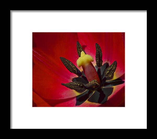 Basking Framed Print featuring the photograph Basking in the Sun by Frozen in Time Fine Art Photography