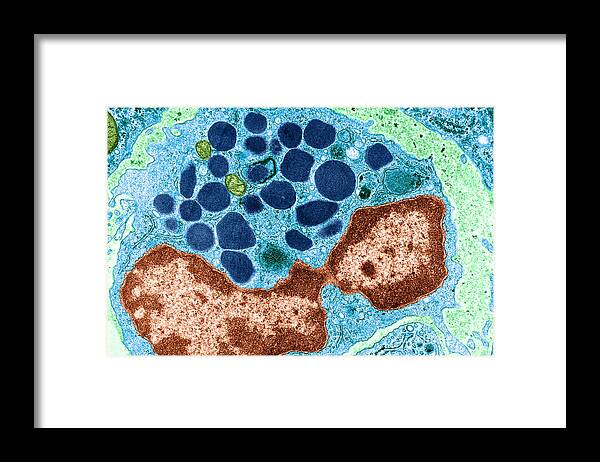 Basophil Framed Print featuring the photograph Basophilic Leucocyte by Biology Pics