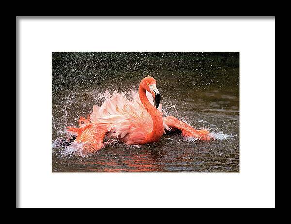 Splash Framed Print featuring the photograph Bath by John Fan