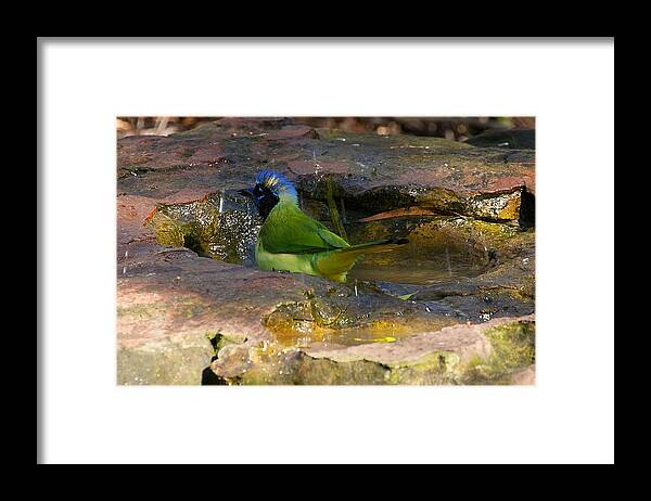 Green Jay Framed Print featuring the photograph Bathing Green Jay by Stuart Litoff