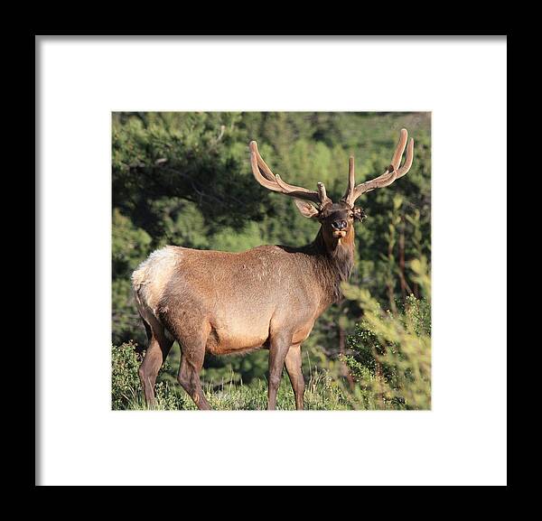 Elk Framed Print featuring the photograph Battle Scars by Shane Bechler