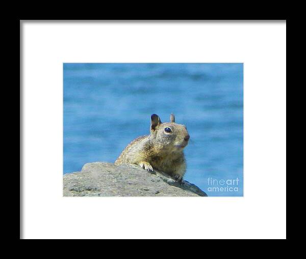 Squirrel Framed Print featuring the photograph Bay Squirrel by Gallery Of Hope 