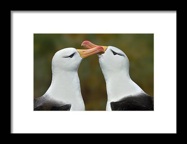 Black-browed Albatross Framed Print featuring the photograph Be My Valentine by Tony Beck