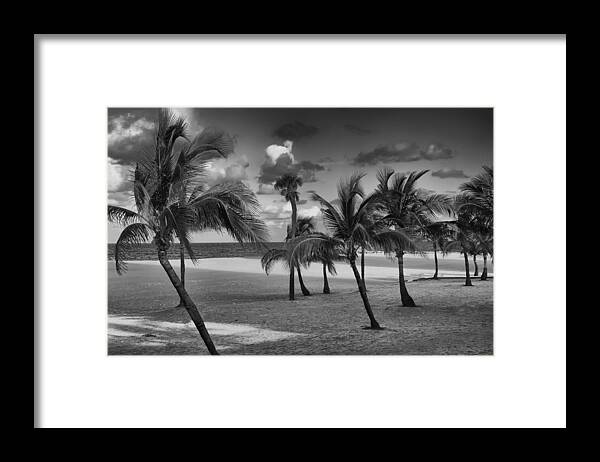 Palm Trees Framed Print featuring the photograph Beach Foliage by Mick Burkey