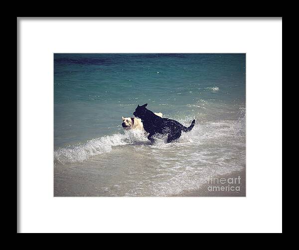 Laborador Framed Print featuring the photograph Beach Fun by Cassandra Buckley