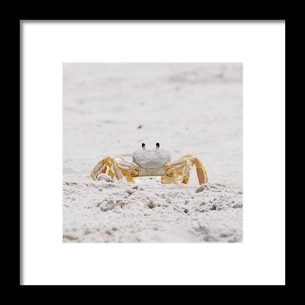 Crab Framed Print featuring the photograph Beach Guard by Judy Hall-Folde