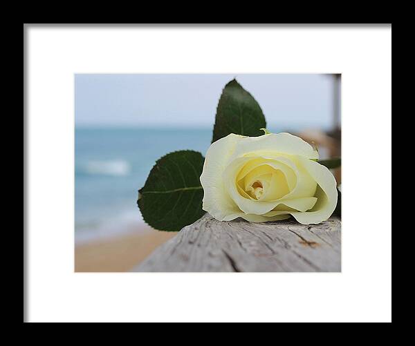 Roses Framed Print featuring the photograph Beach Rose 2 by Cathy Lindsey