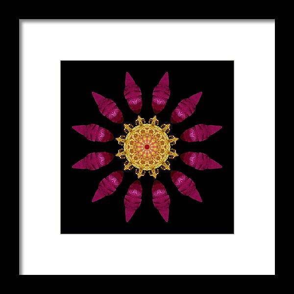 Flower Framed Print featuring the photograph Beach Rose IV Flower Mandala by David J Bookbinder