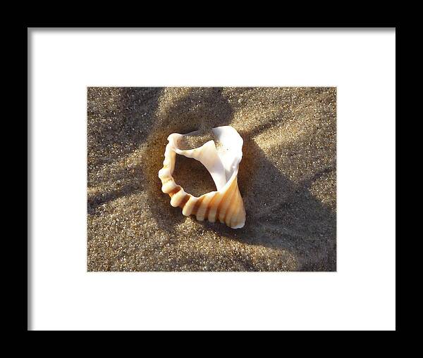 Ocean Photographs Framed Print featuring the photograph Beach Shell by David Yack