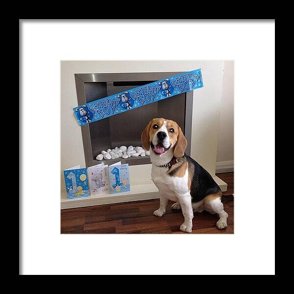 Beagle Framed Print featuring the photograph #beagle #birthday by Dizzy Blond