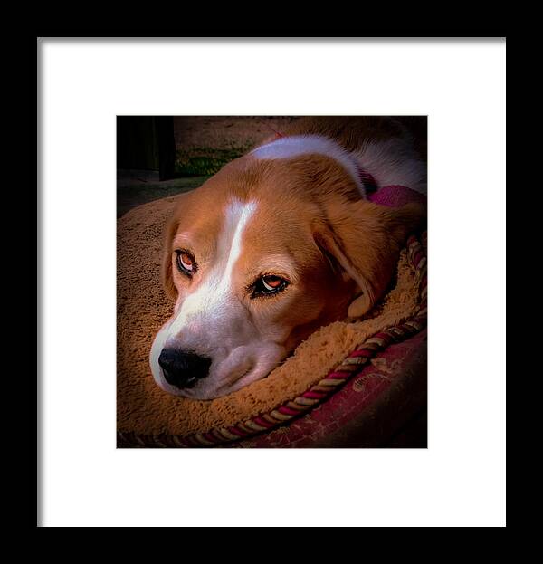 Beagles Framed Print featuring the photograph Beagle Blues by Karen Wiles