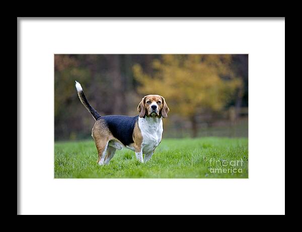 Beagle Framed Print featuring the photograph Beagle Dog by Johan De Meester