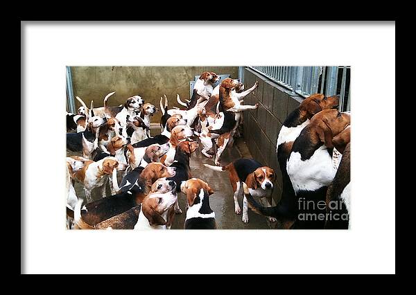 Beagles Framed Print featuring the photograph Beagles by Adam Beaney