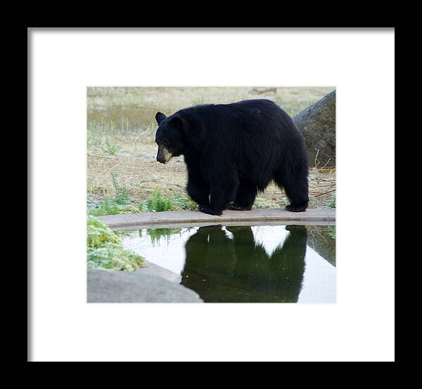 Lions Tigers And Bears Framed Print featuring the photograph Bear 2 by Phyllis Spoor