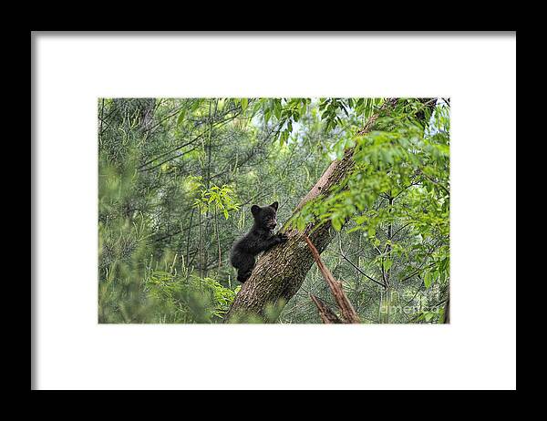 Bear Cub Framed Print featuring the photograph Bear cub climbing tree looking out by Dan Friend