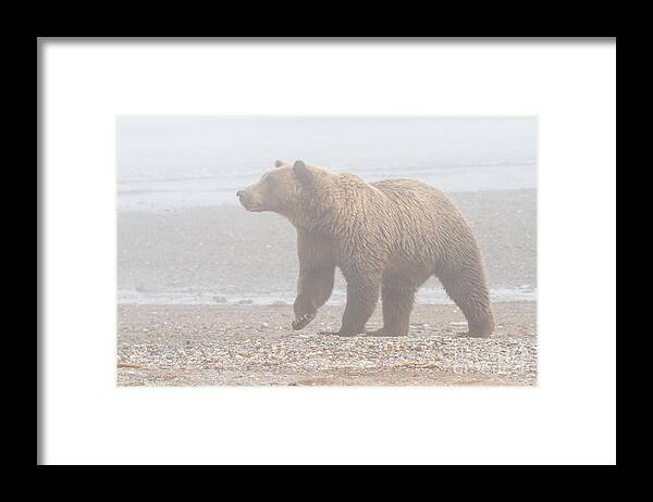 Bear Framed Print featuring the photograph Bear in Fog by Chris Scroggins