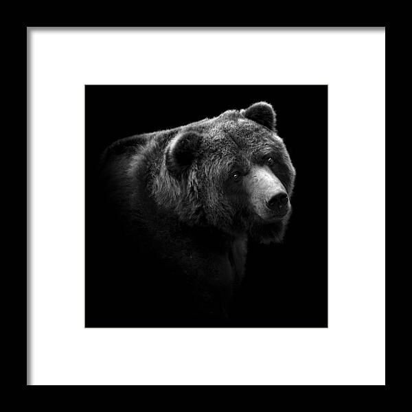 Bear Framed Print featuring the photograph Portrait of Bear in black and white by Lukas Holas