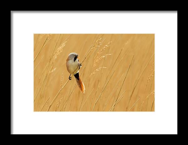 Cley Next The Sea Framed Print featuring the photograph Bearded Reedling Panurus Biarmicus by Andrew Sproule