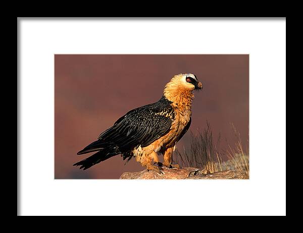 Endangered Framed Print featuring the photograph Bearded Vulture Or Lammergeier by Nigel Dennis