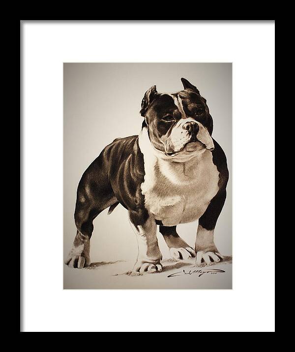 Beastro Charcoal Pencil Shiny Dog American Bully Pit Bull American Staffordshire Terrier Muscle Bulk Coat Cropped Ears Intense Guard Guardian Protector Companion Buddy Friend Champion Legacy Black And White Winner Comic Fun Goofy Ham Bully Market Chad Mayo Robert Lee Framed Print featuring the drawing Beastro by Chad  Mayo