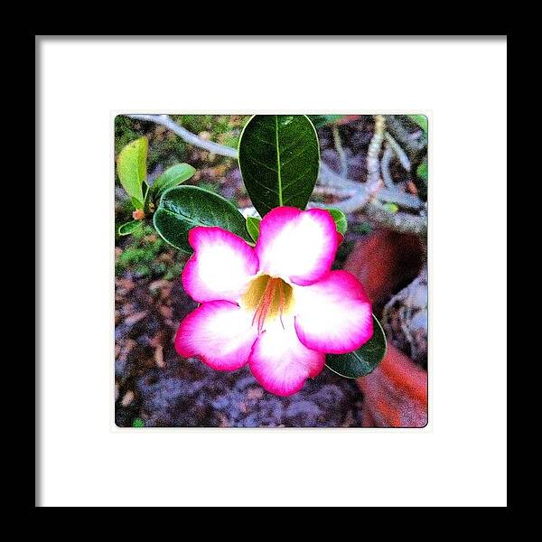 Life Framed Print featuring the photograph Beautiful ☺ #nature #flowers #flower by Amber Baby