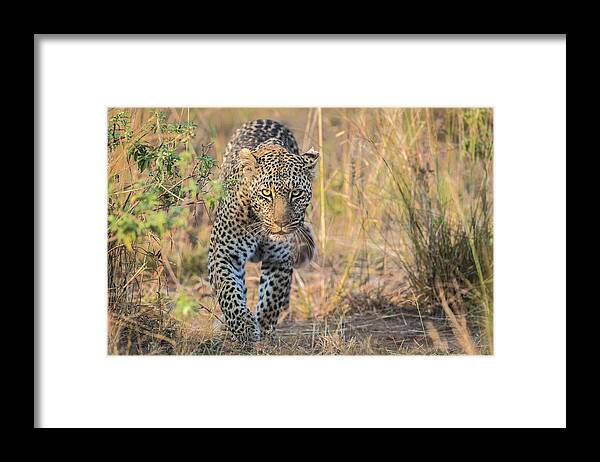 Leopard Framed Print featuring the photograph Beautiful And Deadly by Jeffrey C. Sink