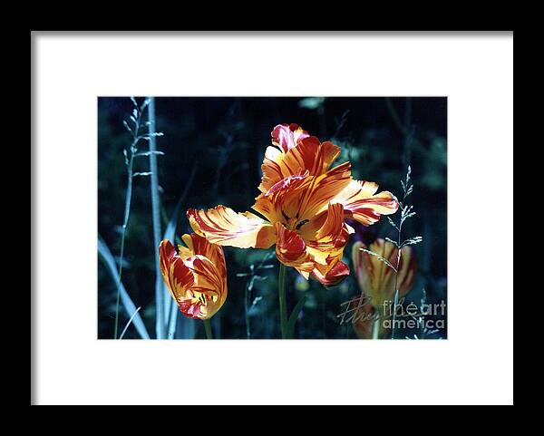 Gorgeous Framed Print featuring the photograph Gorgeous Tulip by Phyllis Kaltenbach