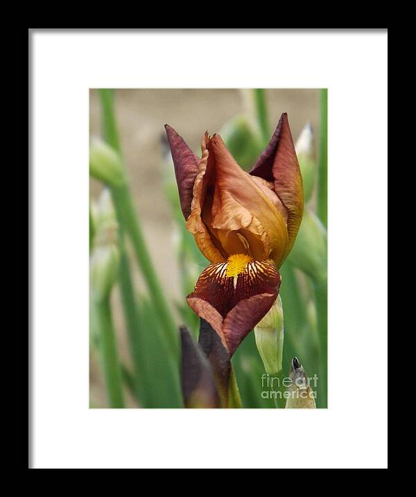 Iris Framed Print featuring the photograph Beautiful Brown Bearded Iris by Brenda Brown