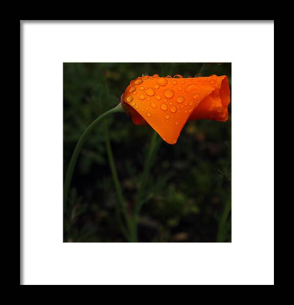 Flora Framed Print featuring the photograph Beautiful Buttercup by Kami McKeon